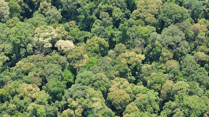 Aerial shot of Sabah Forest
