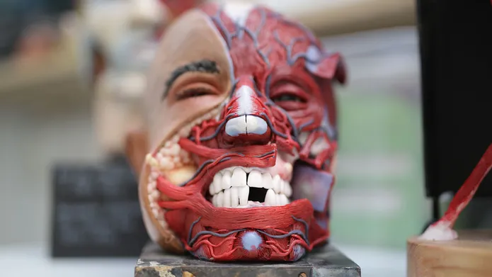 Recreated head showing layers under the skin