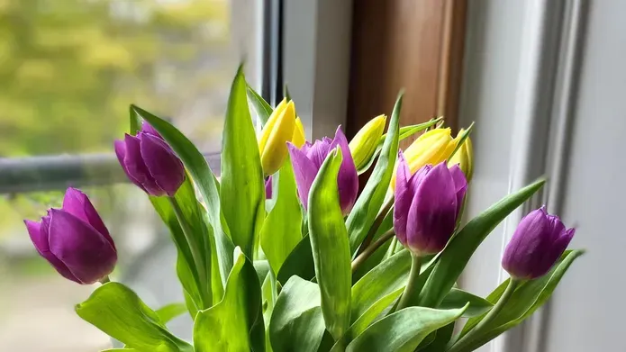 A vase of tulips on a windowsill