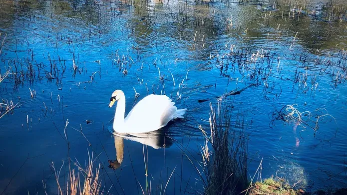 A swan floating on water