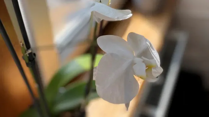 A photo of a plant from above