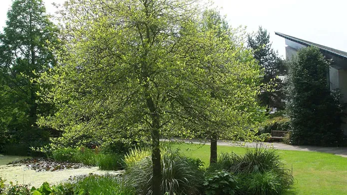 Tree in Botanic garden