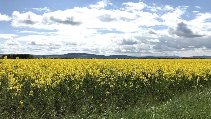 Field with yellow plants and a cloudy blue sky