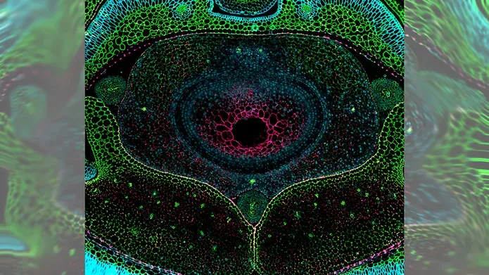 cross section of a barley flower, very close up