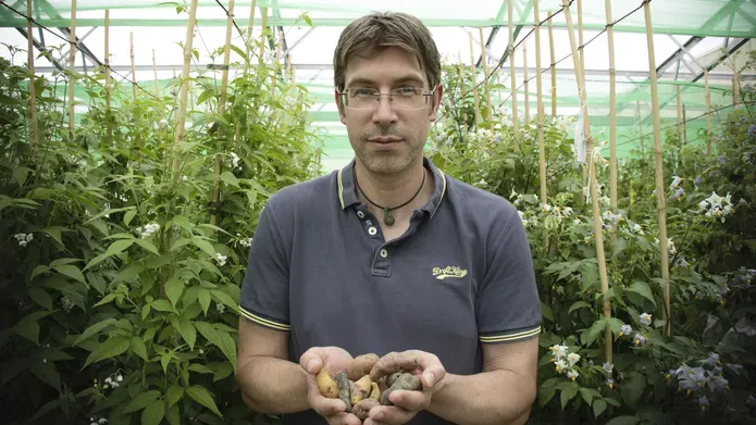 Ingo Hein standing in large greenhouse surrounded by plants, holding root vegetables