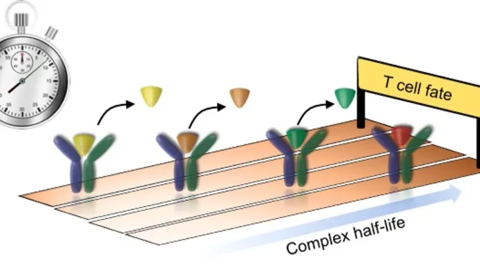 diagram showing t cells and their half life