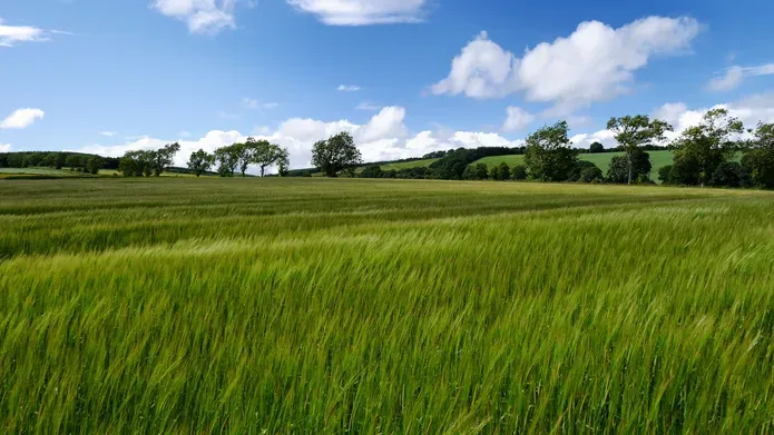 Barley field and fluffy clouds