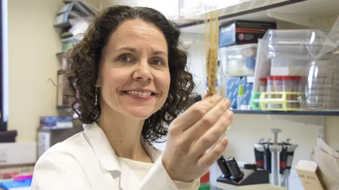 female scientist looking at  barley in lab environment