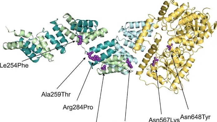 different coloured dna strands