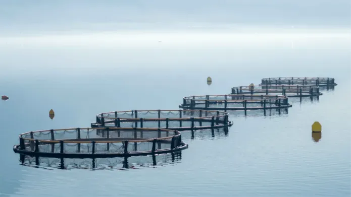 four circular structures used to catch fish sitting on a body of still, silver water