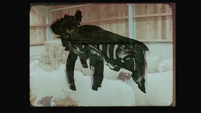 16mm film still from the film Bear