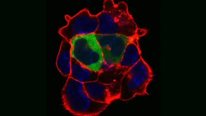 cells under microscope in red, green and blue