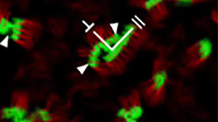 cell membrane under microscope