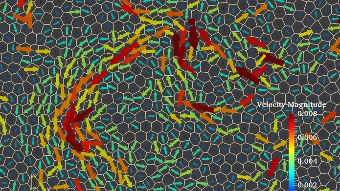 zoomed in cells in red and green
