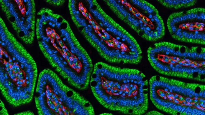 magnified image of oval shaped cells