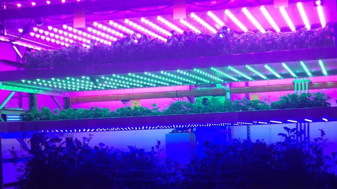 plants growing under pink and blue light