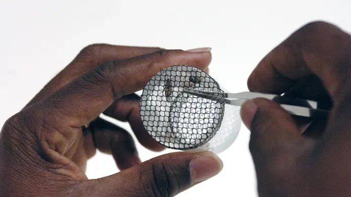 Scientist examining insect