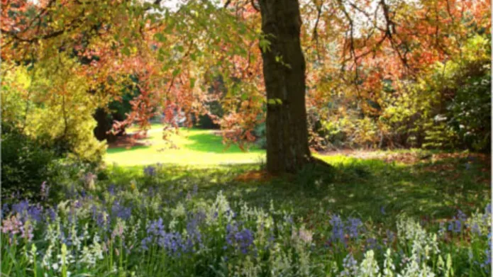A tree surrounded by flowers