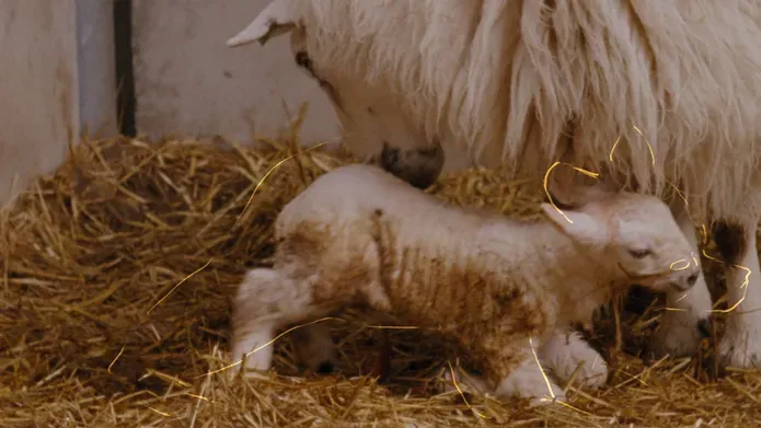 Lamb nestles into its mother. A faint golden line is drawn over the little lamb in the outline of a bear.