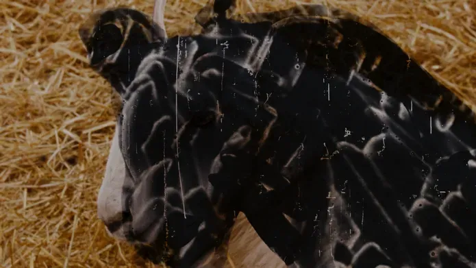 film still. a black washy painted outline of a bear is overlaid onto a lamb in a barn