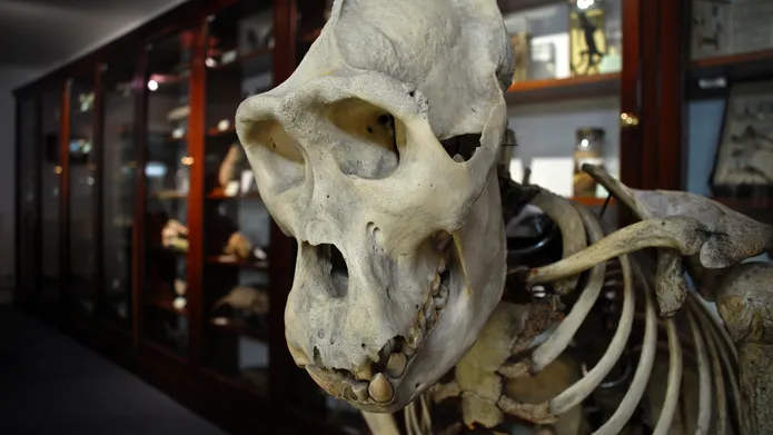 Skeleton of animal in a museum