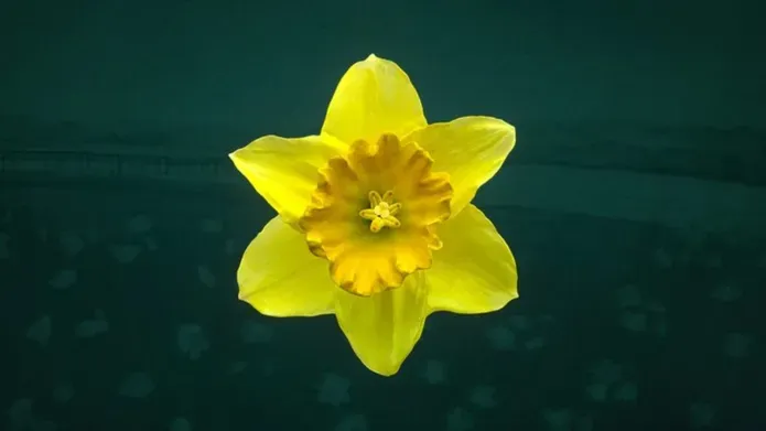 3D representation of a daffodil