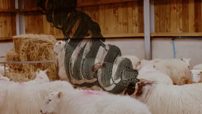 16mm film still. lambs in a barn with rhythmic drawing hovering over them in black ink blistering on the film itself.
