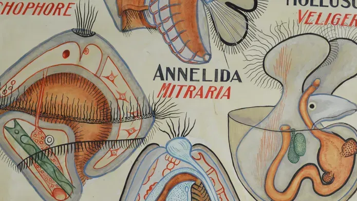 Detail from a teaching chart of marine larvae