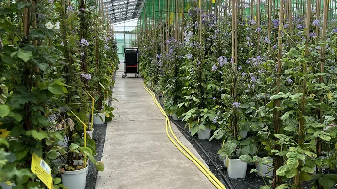 A row of potato plants in a green house with purple flowers