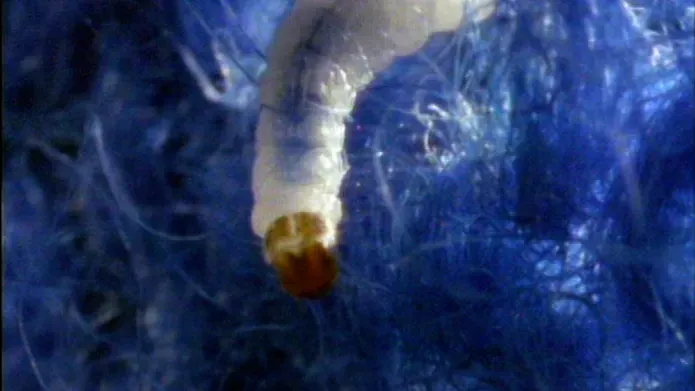 Close up of a silk worm on fluffy blue fabric