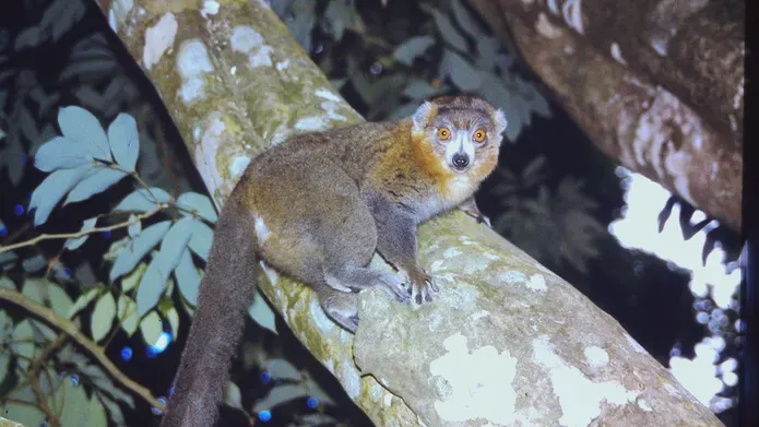 Mongoose Lemur