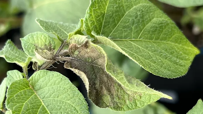 Discolouration on a potato plant leaf.