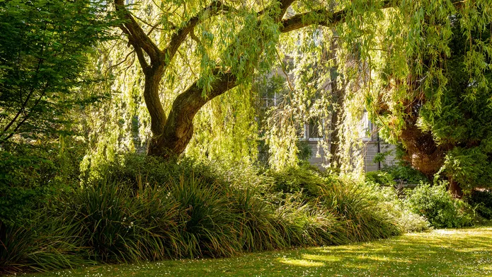 Trees and green space on City Campus