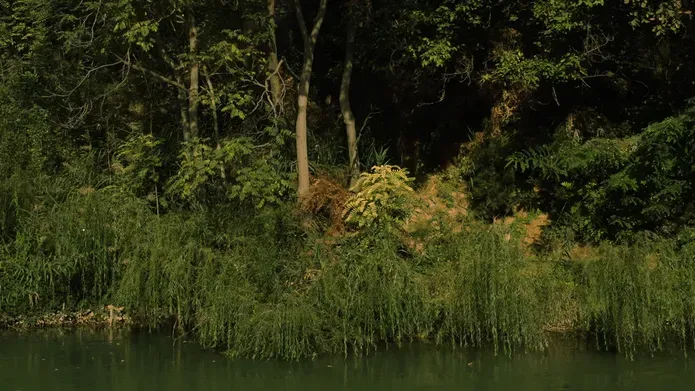 Film still. a river bank with lush green folilage hanging over the water's edge
