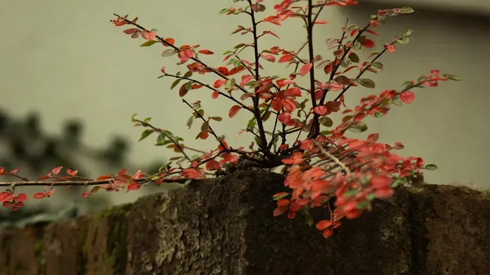A red leafy plant growing out from a wall