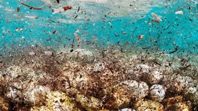 arctic plastic floating microplastics