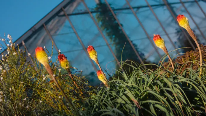 Colourful and exotic-looking, red-hot pokers flowers in the Botanic Garden