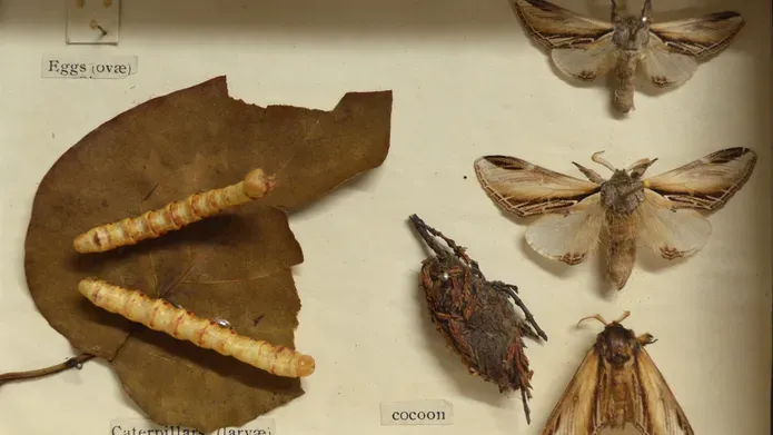 Boxed display of moth life cycle