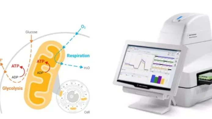 LHS image is schematic illustration of mitochondrial metabolism. RHS of image is a photograph of a Seahorse XFe 24 analyser with PC