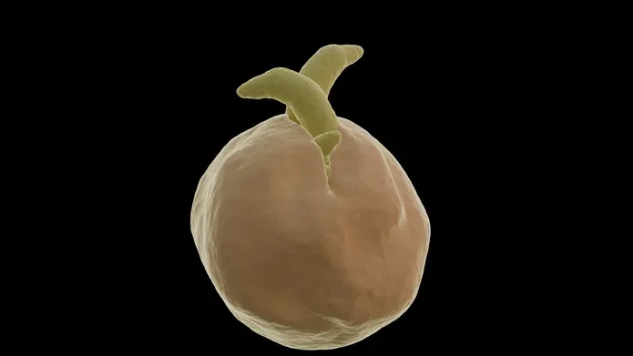 An artist's rendering showing Cryptosporidium parasites, in yellow, hatching out of an orange shell on a black background.