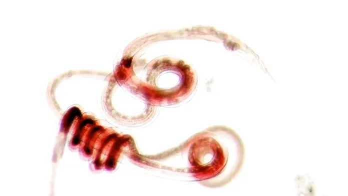 A through-microscope image of a stunted worm, appearing red, that has curled up on a white background.