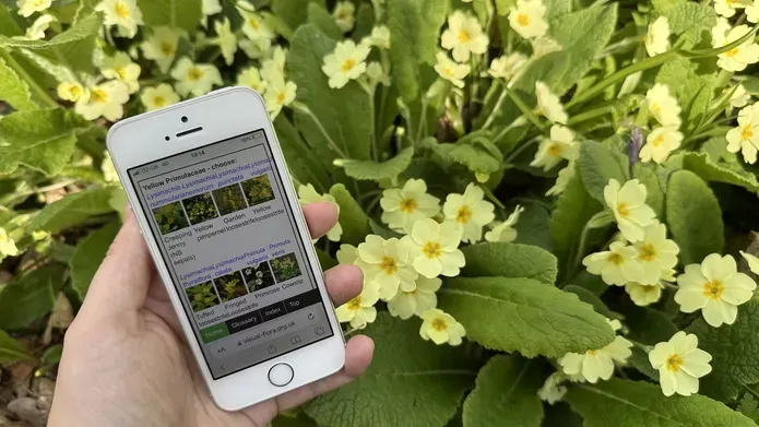 A phone is held in a hand over a path of yellow primroses.