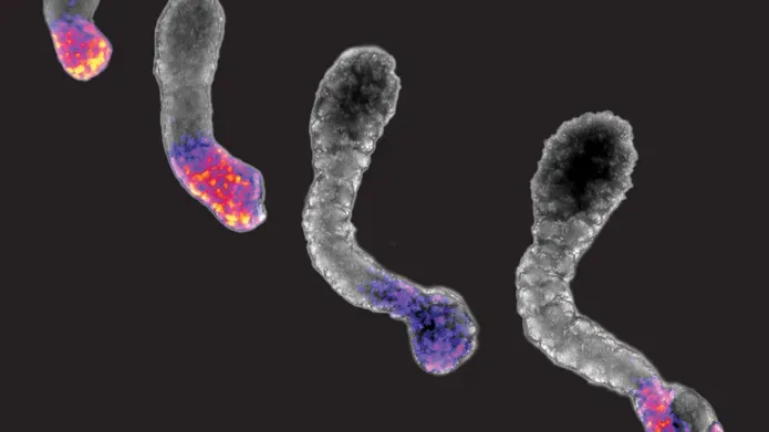 Four somitoid models staggered by size, with bright colours demonstrating points of interest.