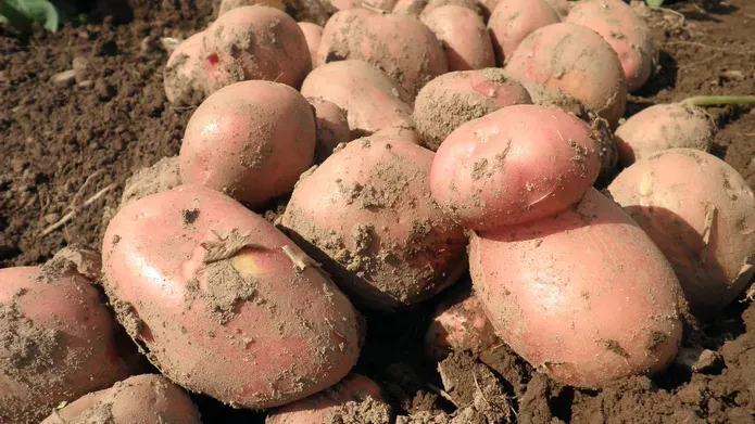 A small crop of potatoes
