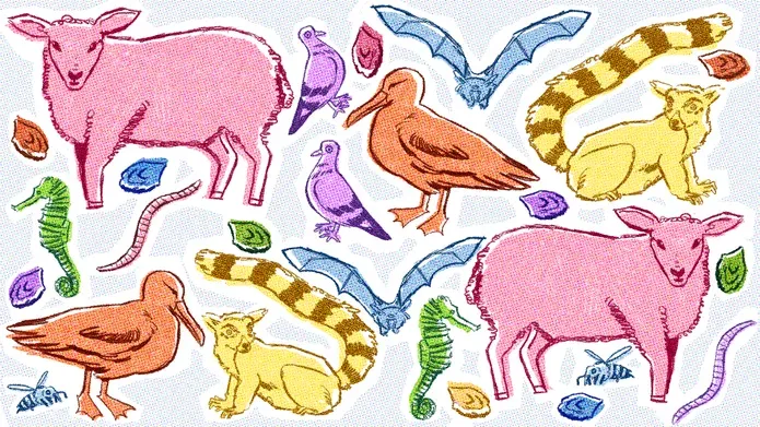 illustration of animals by Phoebe Patino Mains