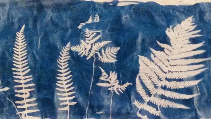 Cyanotype image of ferns from Hoy Sound Unscrolled