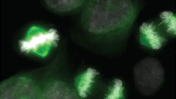 A shot through a microscope of cells, shown in green, dividing against a black background