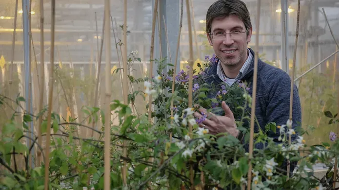 A man smiling stood in a glasshouse surrounded by flowering potato plants