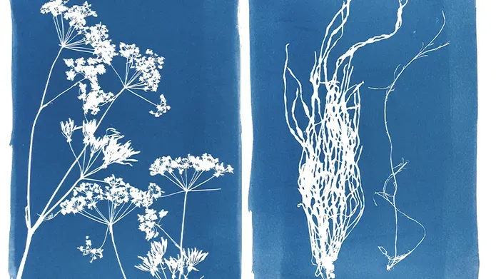Cyanotype prints of plants