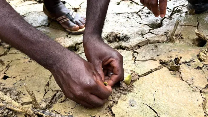 A close up of a persons hands planting mangrove seeds 